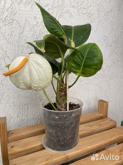 Антуриум шерцера