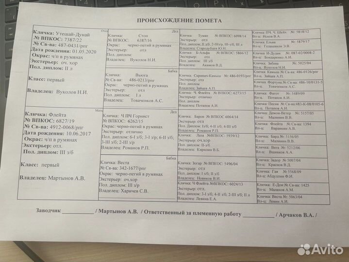 Русская пегая гончая