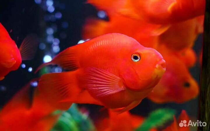 Астронотусы,Попугай,Акары,Блю Демси,Бриллиант и Др