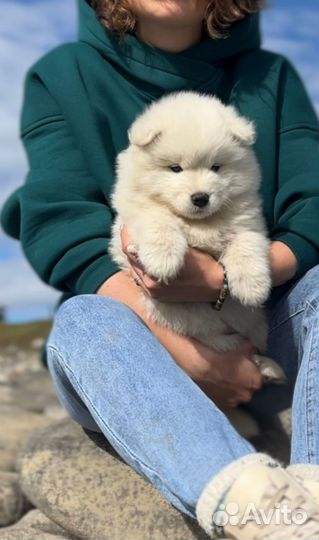 Самоедская лайка щенки