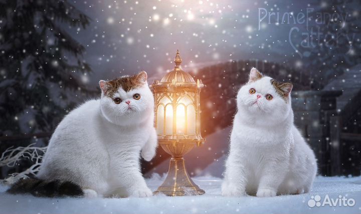 Котик экзот ванечка