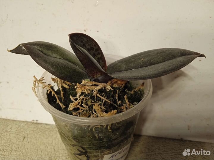 Орхидея фаленопсис сеянцы Allura Jambalaya