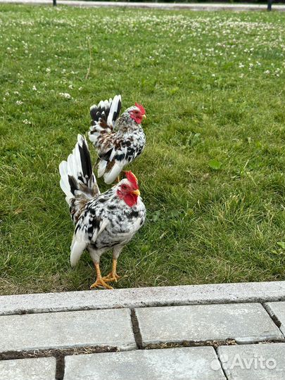 Продам домашнюю птицу