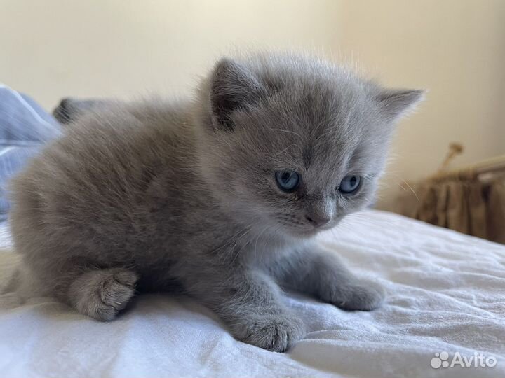 Британские котята