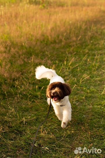 Мальтипу мини