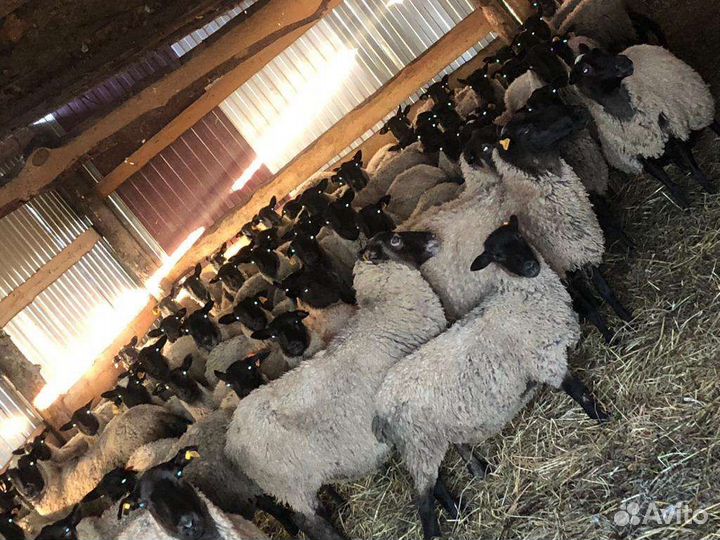 Овцы бараны