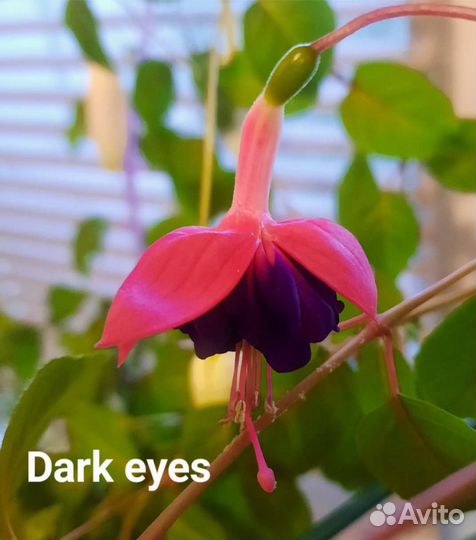 Фуксия сортовая