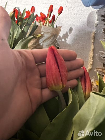 Гигантские тюльпаны Сочи на луке (реальные фото)