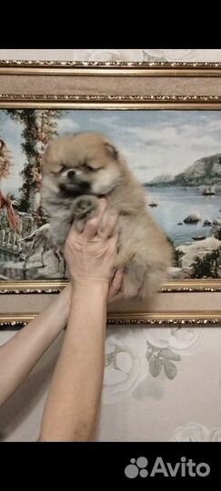 Малыши шпицули
