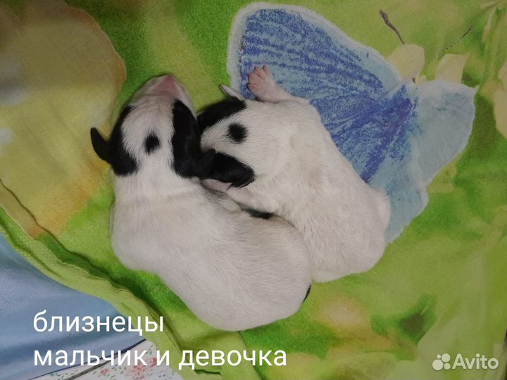 Хвостики от долматина