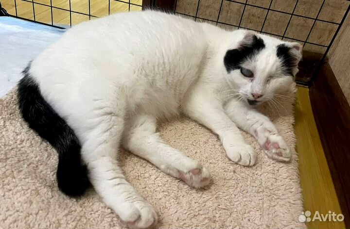 Кошка в добрые руки