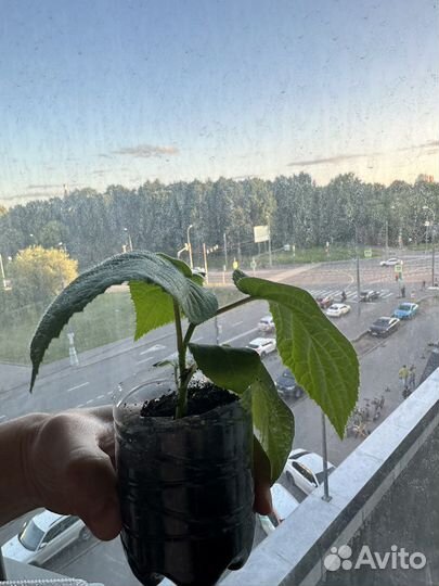 Экзотические плодовые растения