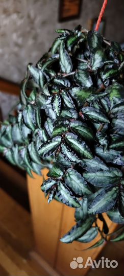 Пеллеония даво