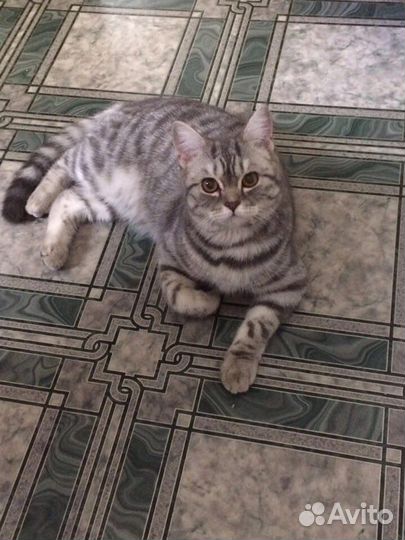 Шотландская кошка