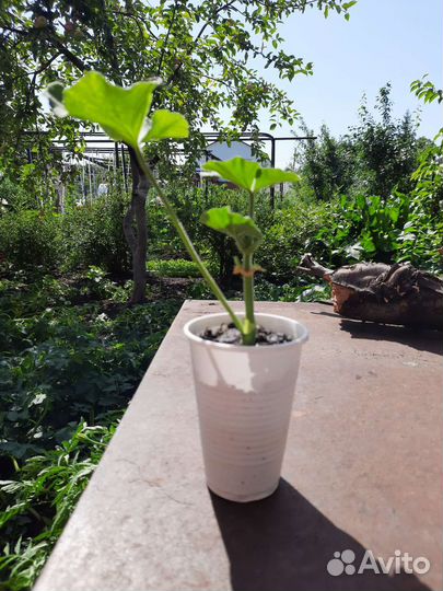 Пеларгония герань