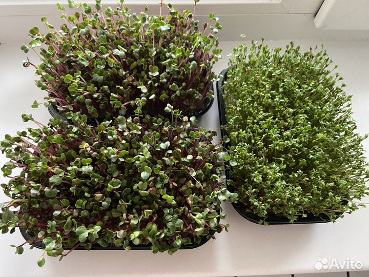 Микрозелень Кресс-салат и редис Ред Корал