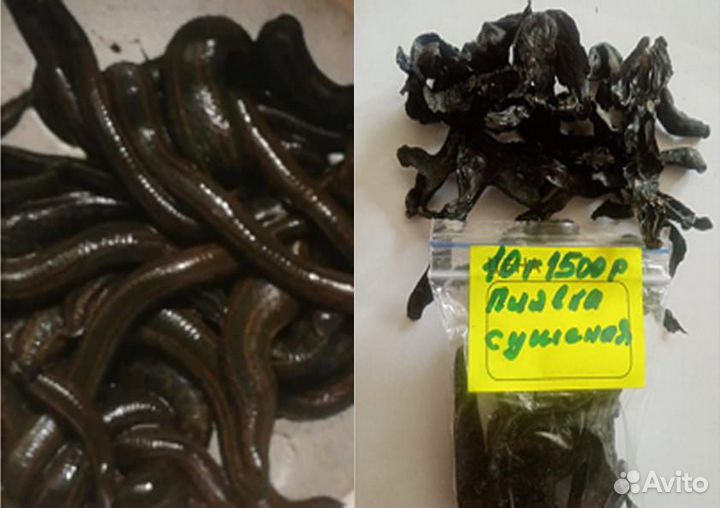 Продам пиявки