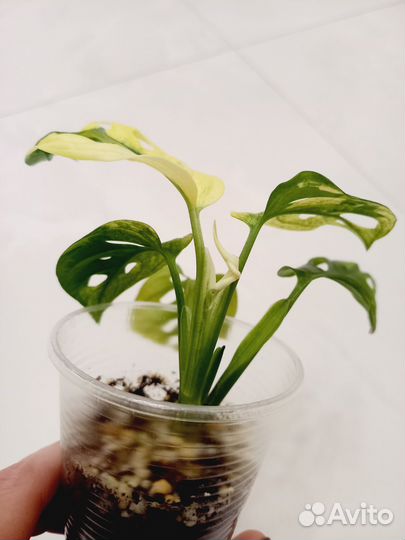 Монстера адансона триколор