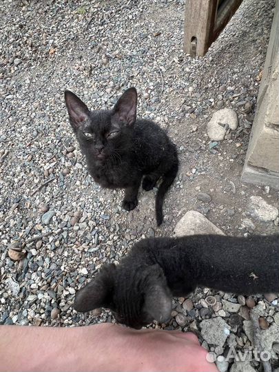 Котята в добрые руки сфинкс