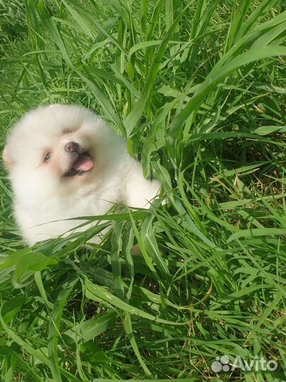 Померанский шпиц мини девочка