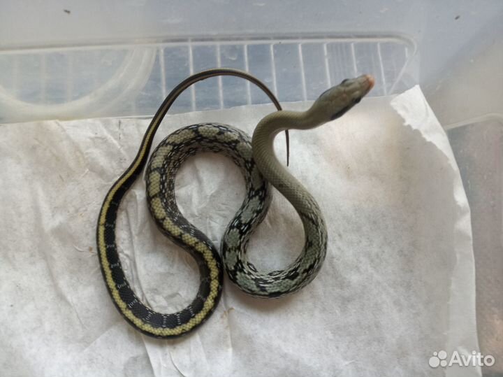 Тонкохвостый голубой полоз блю бьюти пара