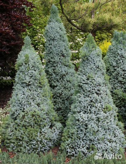 Ели Канадские и другие низкорослые