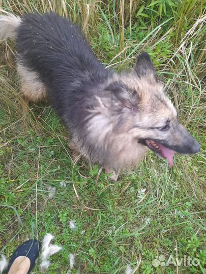 Вся жизнь за решеткой.собака в дар в добрые руки