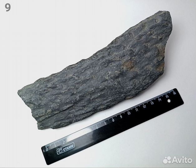 Палеонтология окаменелость Стигмарии