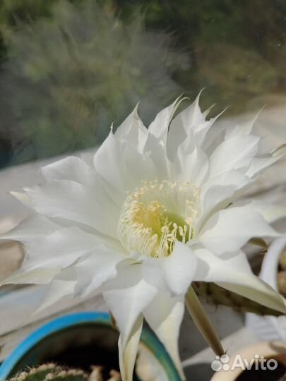 Кактус Царица ночи Echinopsis eyriesii эхинопсисэр