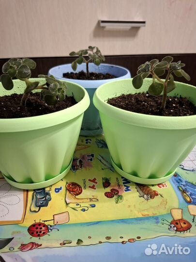 Аихризон дерево любви