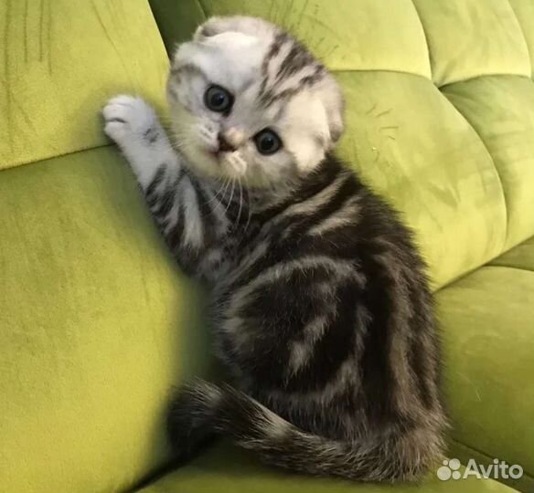 Шотландские вислоухие котята мраморные