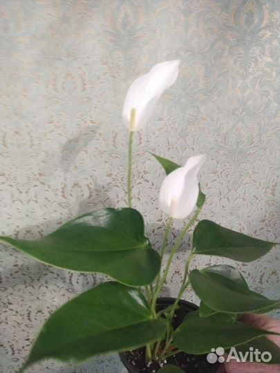 Антуриум Лилли вайт и Ред