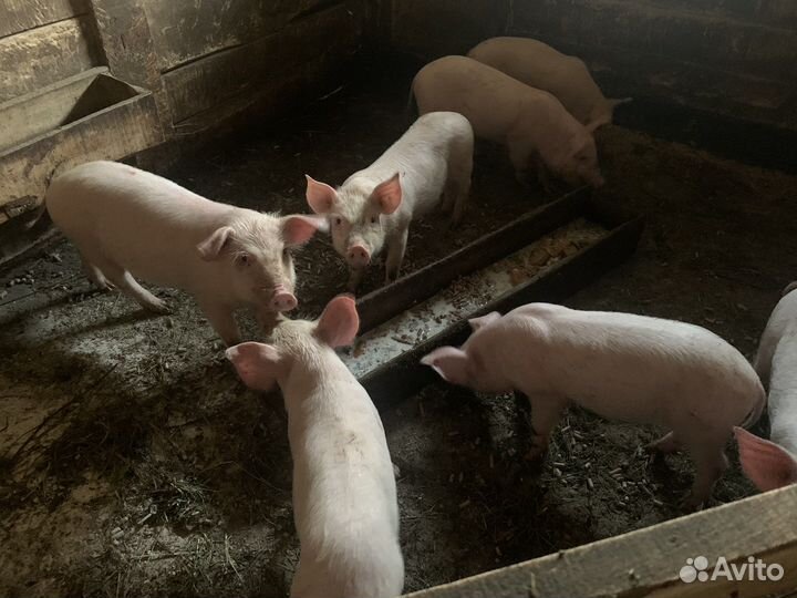 Поросята
