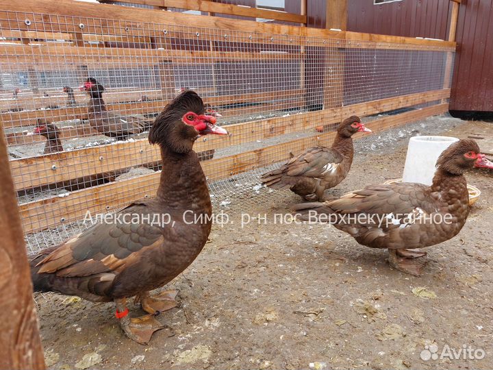 Утята Мускусных уток Тяжёлых линий 