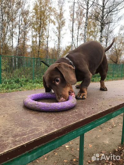 Такса для вязки