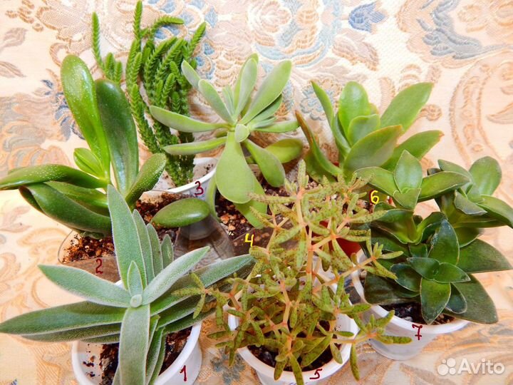 Растения суккуленты