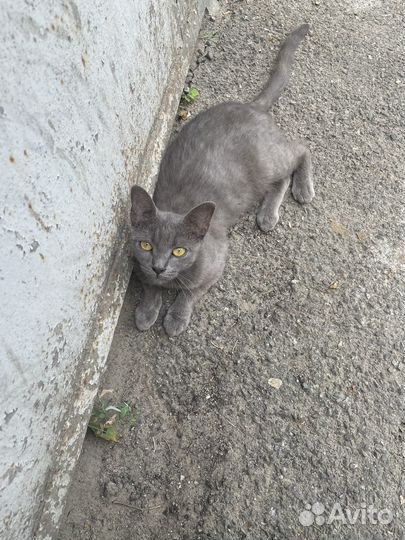 Русская голубая