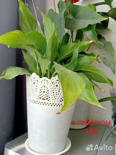 Замиокулькас