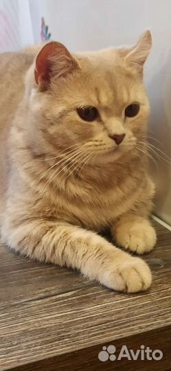 Кот британец