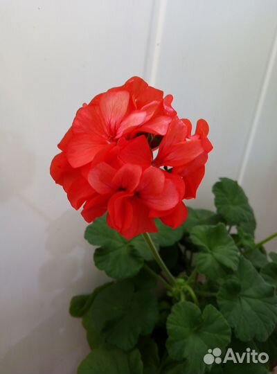 Герань пеларгония