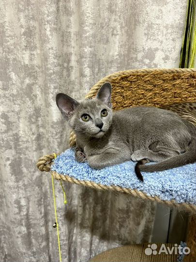 Бурманская кошка