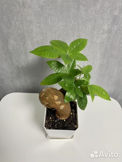 Пахира акватика