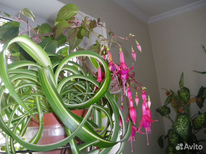 Хлорофитум полосатый - комнатное растение,2 вида