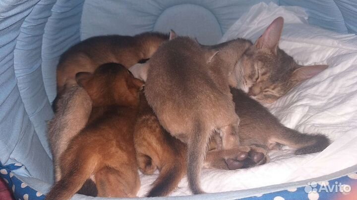 Абиссинские котята Москва и Калужская обл