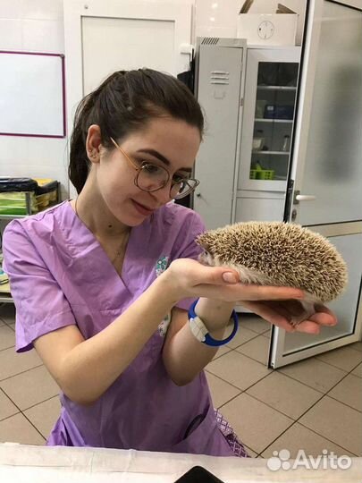 Передержка животных