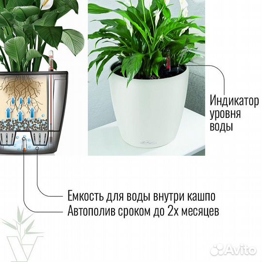 Антуриум в сером кашпо