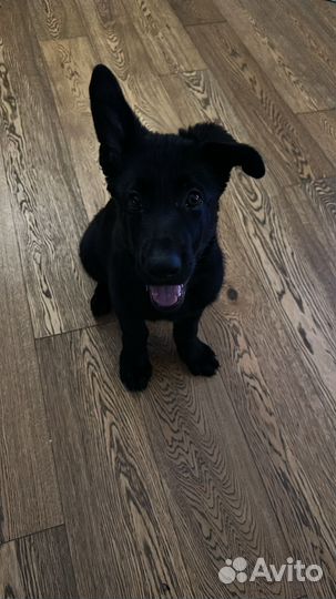 Щенок восточно-европейской овчарки