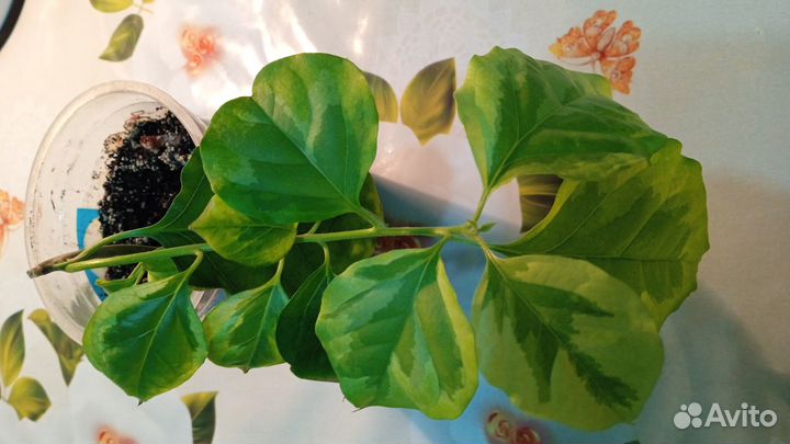 Комнатные цветы