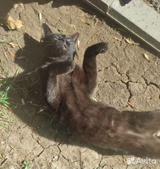 Необычный умный котенок черного окраса