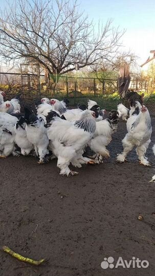 Куры. Цыплята. Брама. Яйцо